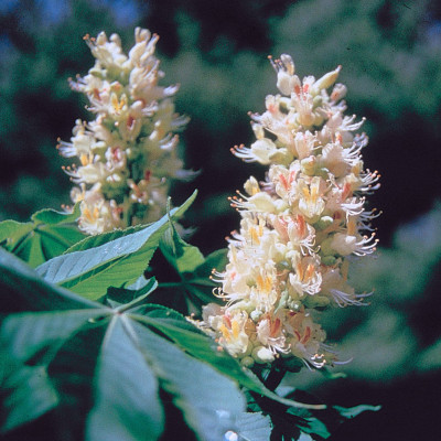 2019 K&uuml;r des Champion Tree Aesculus glabra im Sp&auml;th-Arboretum Berlin