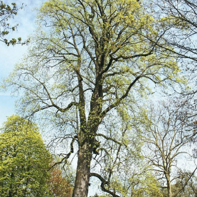 2023 K&uuml;r Champion Tree / Rekordbaum im Schlosspark Heltorf bei D&uuml;sseldorf